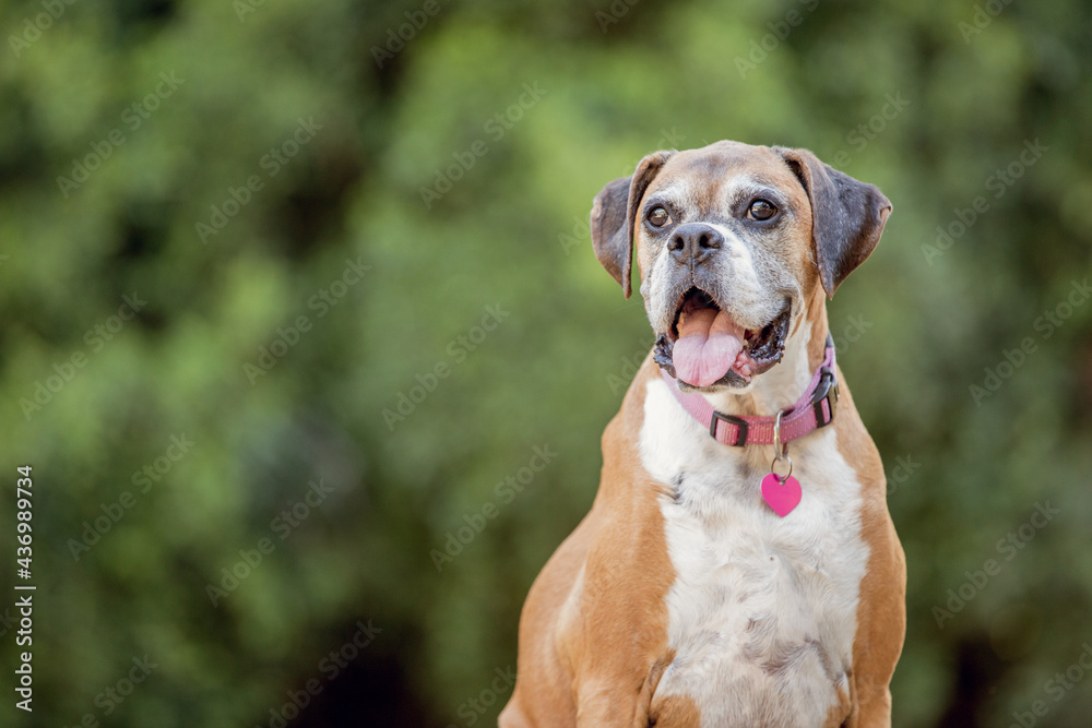 Old boxer dog in the forest