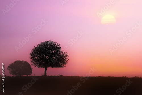 Early morning beautiful forest landscape silhouette © subinpumsom
