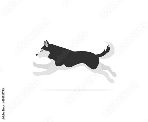 running jumping husky isolated vector illustration