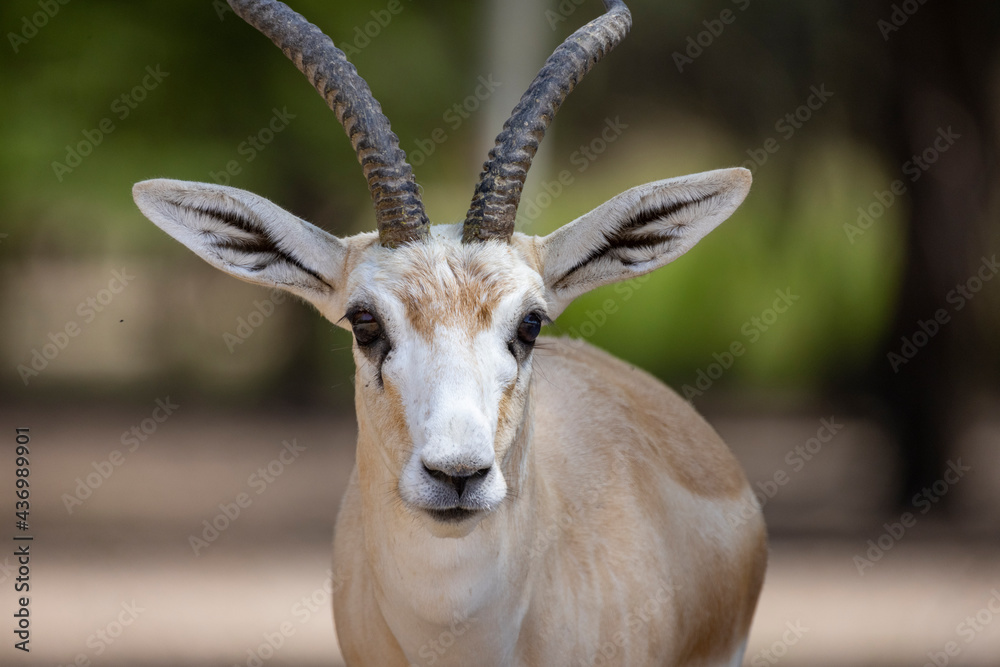 Close up of Sand Gazelle in wildlife conservation park, Abu Dhabi, United Arab Emirates Close up of Sand Gazelle in wildlife conservation park, Abu Dhabi, United Arab Emirates