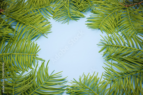Fototapeta Naklejka Na Ścianę i Meble -  Background for text from young spruce branches on a gentle blue background. New Year's and Christmas. View from above. Copy space.