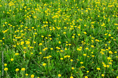 Field of yellow dandelions in spring. Yellow dandelions background