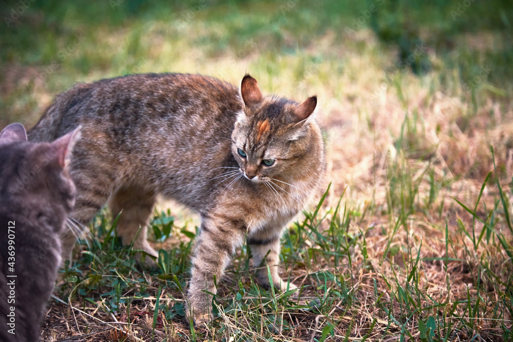 Cats play on the grass in the garden. Cats play on the grass in the garden.