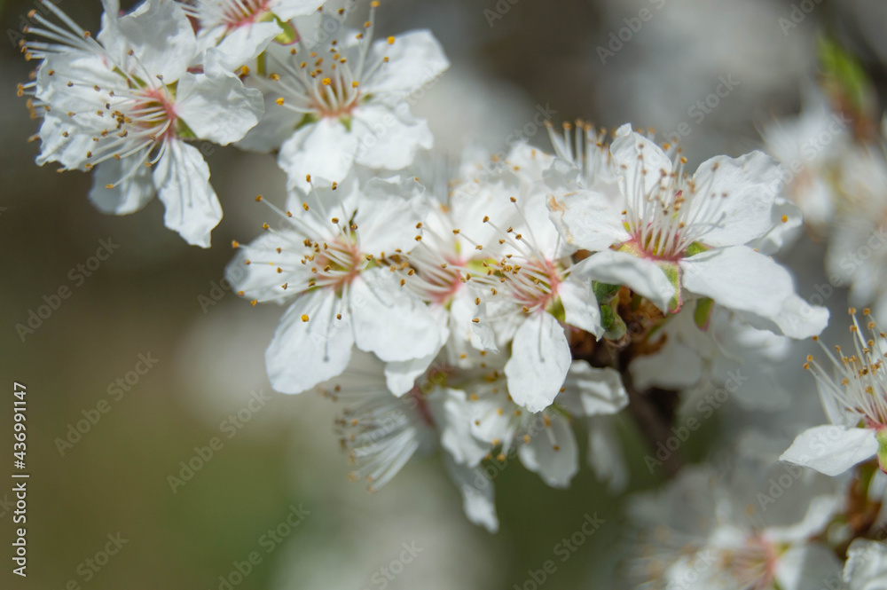 Close-up photo, white blossoming cherry blossoms, on blurred background Close-up photo, white blossoming cherry blossoms, on blurred background