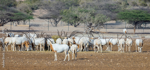  Huge herd of Scimitar-Horned Oryx (Sahara Oryx) at a wildlife conservation park in Abu Dhabi, United Arab Emirates photo
