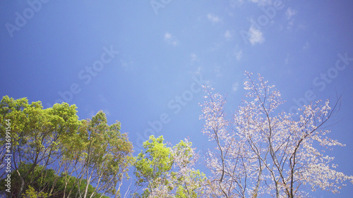 blue sky and cherry blossom branches