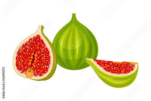 Unripe Common Fig or Ficus Plant Syconium Fruit with Numerous Seeds Vector Illustration