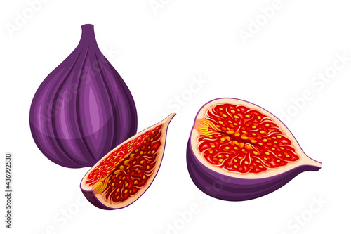 Mature Common Fig or Ficus Plant Syconium Fruit with Numerous Seeds and Purple Skin Vector Illustration