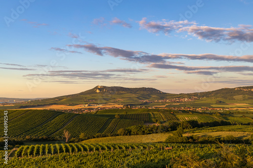 Vineyards under Palava near Dolni Dunajovice, Southern Moravia, Czech Republic