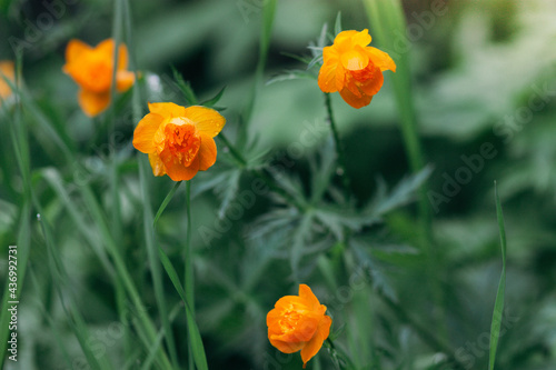 Orange flowers on green background