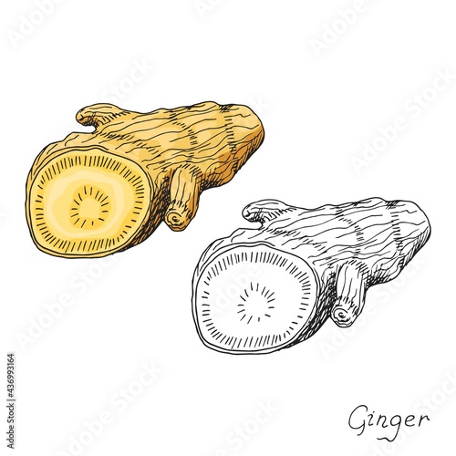 Cuted ginger root. Asian Chinese traditional medicine. Herb. Spicy condiment. Isolated illustration. Hand-drawn ink sketch