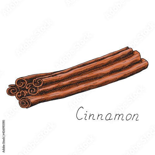 Natural cinnamon stick. Winter holiday seasoning for hot drinks and pastries. Aromatic bark. Condiment. Isolated clipart set on white background. Hand-drawn ink sketch.