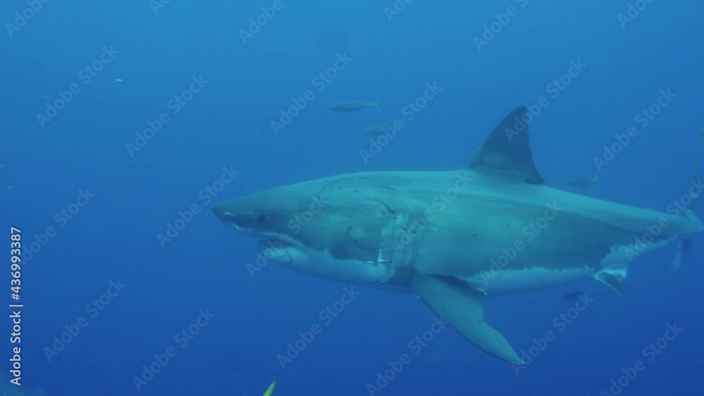 Slow motion of great white shark swimming underwater in front of camera in a school of fish off coast of Guadeloupe. Carcharodon carcharias, or white shark. Most predator shark in the ocean. Slow motion of great white shark swimming underwater in front of camera in a school of fish off coast of Guadeloupe. Carcharodon carcharias, or white shark. Most predator shark in the ocean.