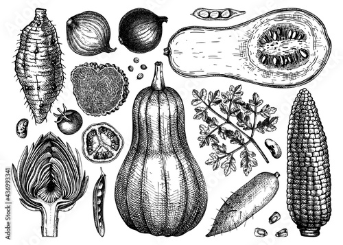 Hand-sketched vegetable collection. Seasonal food ingredients - herbs, vegetables, mushrooms illustration. Healthy food vector 