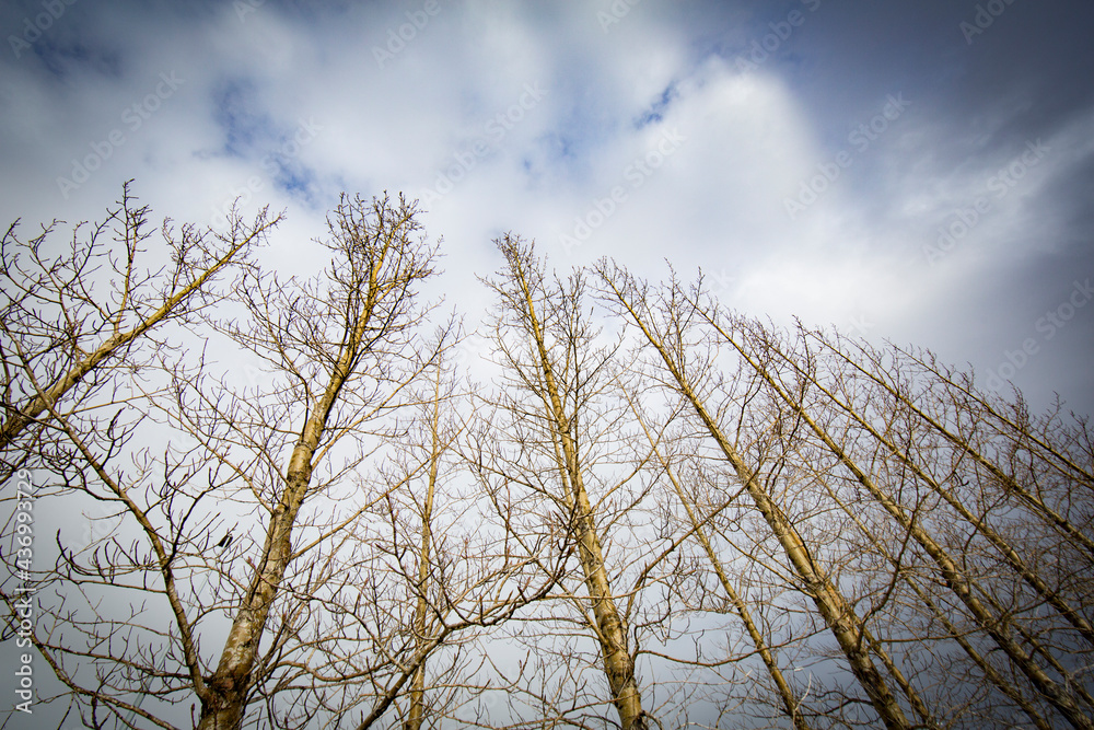 view of trees during winter in Iceland view of trees during winter in Iceland
