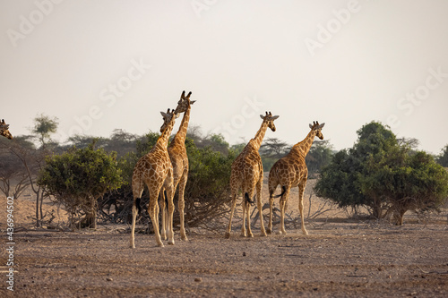 Herd of Giraffes in a wildlife conservation park, Abu Dhabi, United Arab Emirates