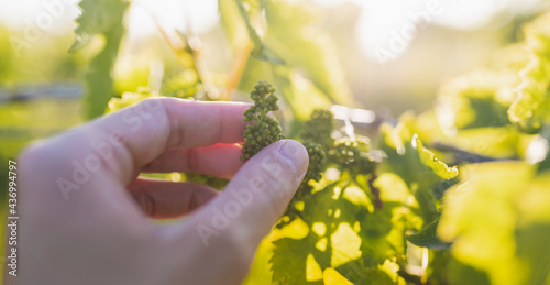 Mano di agricoltore controlla gli acini d'uva nel vigneto photo