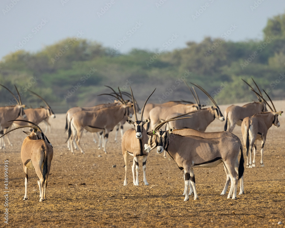 Gemsbok Antelope (South African Oryx) at a wildlife conservation park in Abu Dhabi, United Arab Emirates Gemsbok Antelope (South African Oryx) at a wildlife conservation park in Abu Dhabi, United Arab Emirates