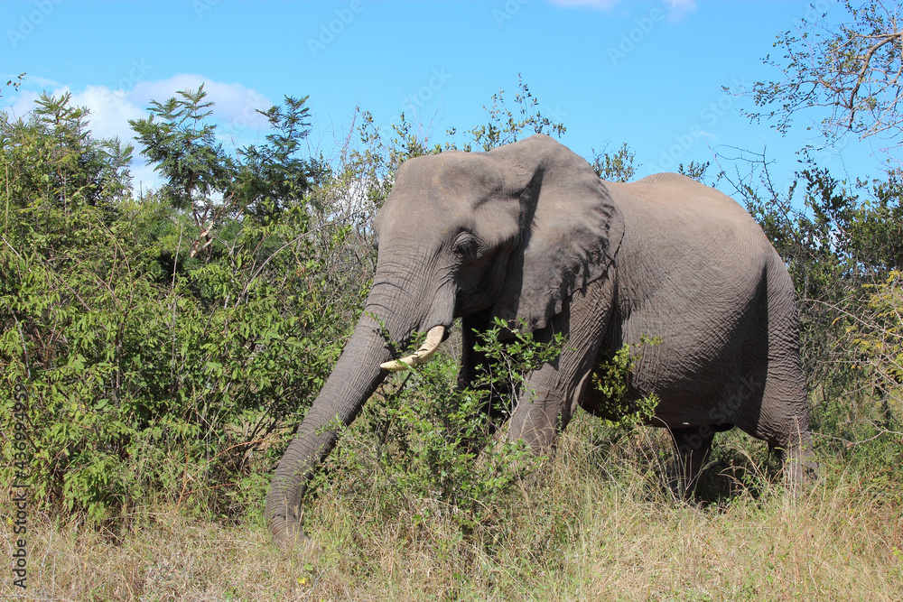 Fototapeta premium Afrikanischer Elefant / African elephant / Loxodonta africana