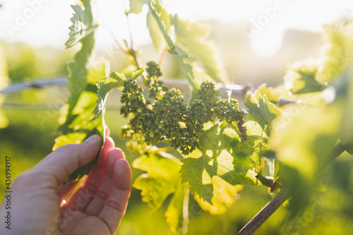 Tableau sur toile Young green grapes hanging from the grape plants for sparkling wine