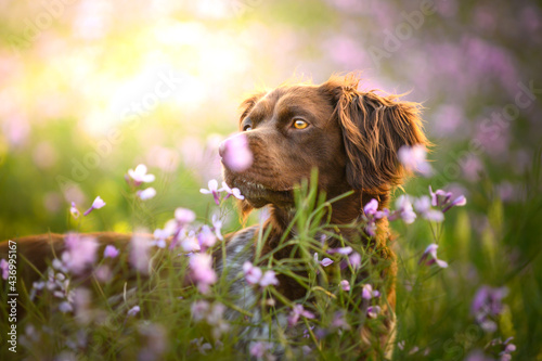 Brown dog in meadow with flowers photo