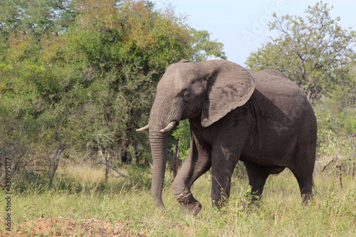 Afrikanischer Elefant / African elephant / Loxodonta africana