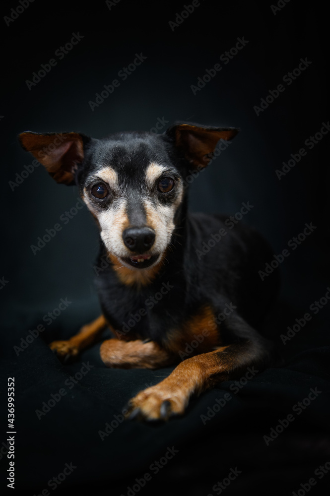 Calm Zwergpinscher dog resting in black studio Calm Zwergpinscher dog resting in black studio