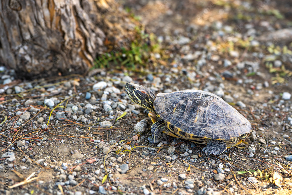 Red-eared turtle (Trachemys scripta elegans) crawling on land. Red-eared turtle (Trachemys scripta elegans) crawling on land.