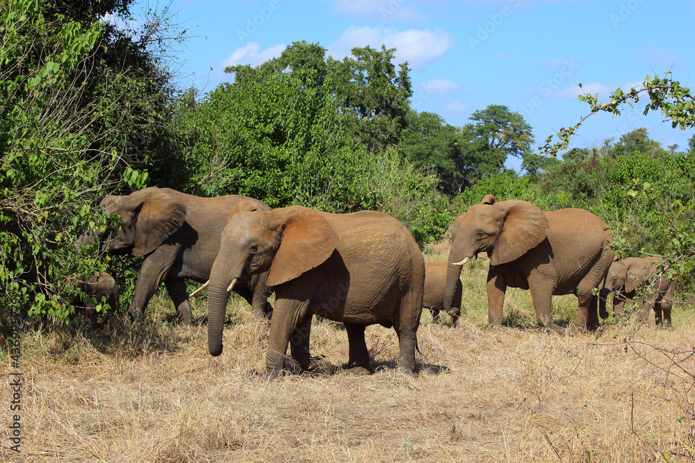 Afrikanischer Elefant / African elephant / Loxodonta africana... Afrikanischer Elefant / African elephant / Loxodonta africana...