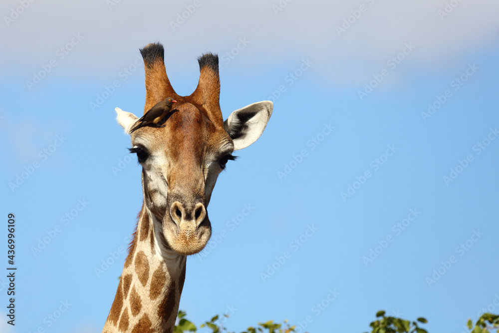 Naklejka premium Giraffe / Giraffe / Giraffa camelopardalis