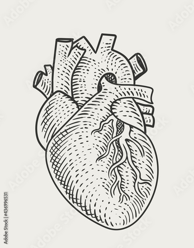 illustration human heart engraving style