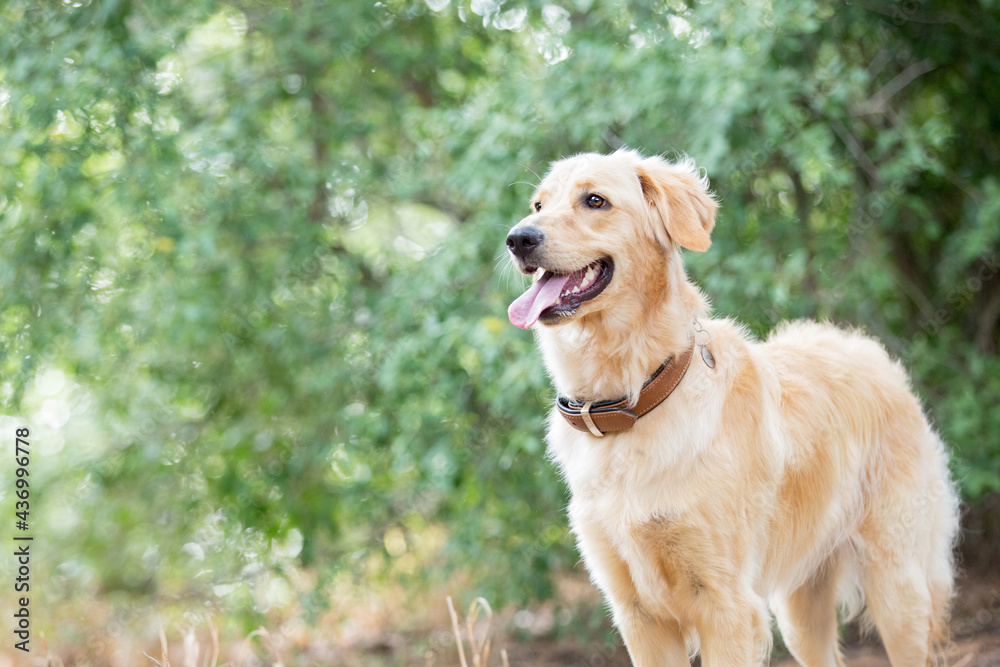 golden retriever dog