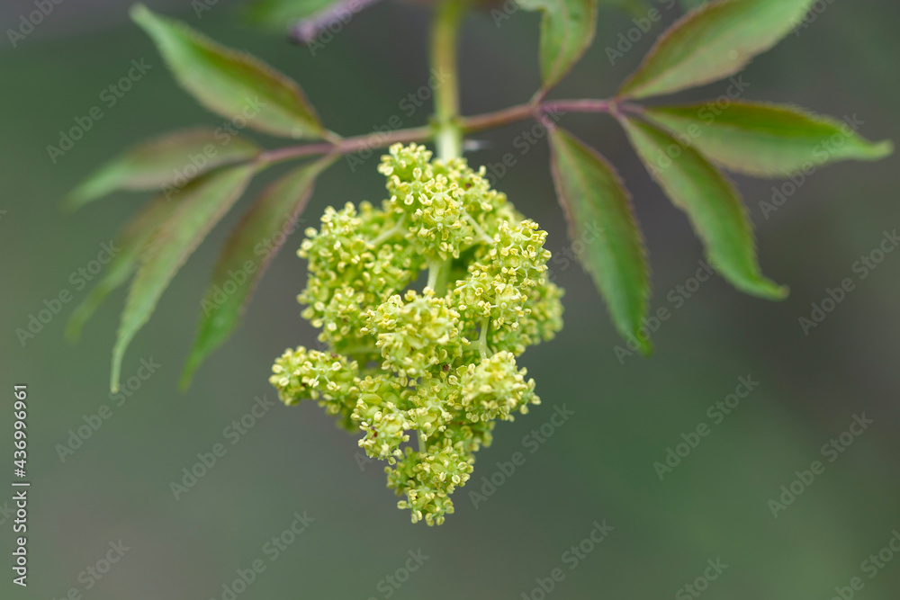 Blooming red elderberry (Sambucus racemosa) in a beautiful evening light. Beautiful flowers of blooming red elderberry shrub on green background. Selective focus, closeup. Blooming red elderberry (Sambucus racemosa) in a beautiful evening light. Beautiful flowers of blooming red elderberry shrub on green background. Selective focus, closeup.