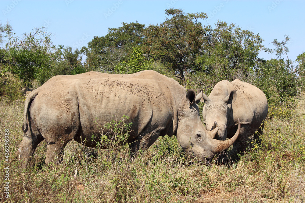Naklejka premium Breitmaulnashorn / Square-lipped rhinoceros / Ceratotherium Simum
