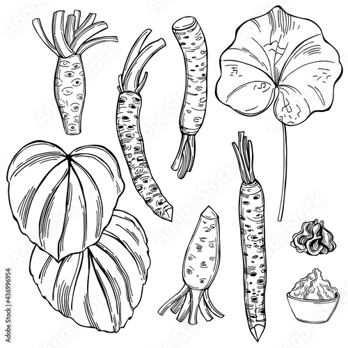 Wasabi, root and leaves. Vector   illustration. photo