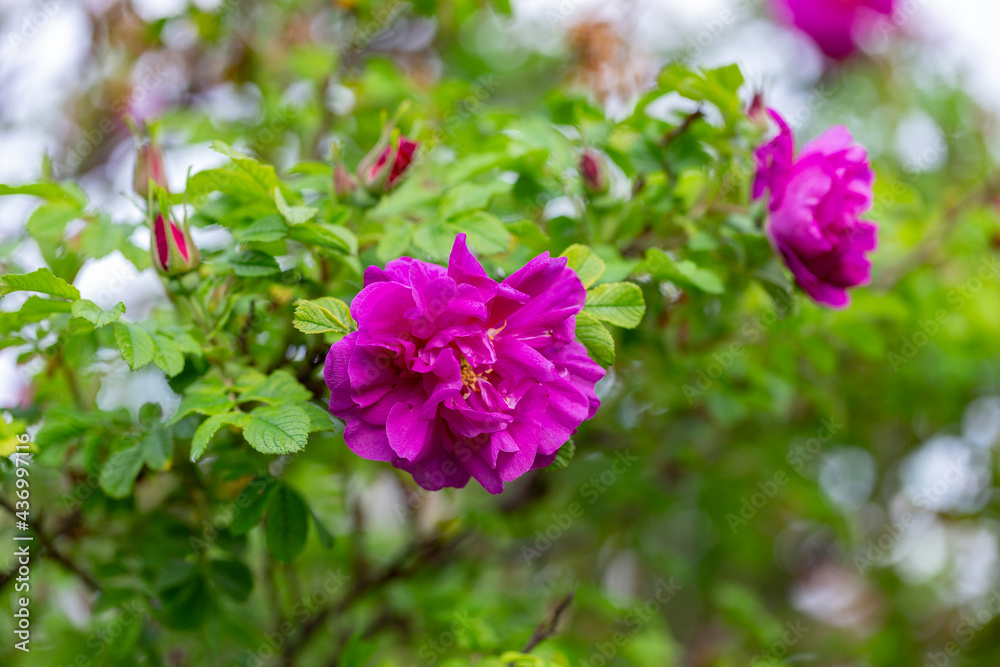 Blooming Rugosa Rose (Rosa rugosa) in a beautiful evening light. Beautiful flowers of blooming Rugosa Rose shrub on green background. Selective focus, closeup. Nature concept for green design. Blooming Rugosa Rose (Rosa rugosa) in a beautiful evening light. Beautiful flowers of blooming Rugosa Rose shrub on green background. Selective focus, closeup. Nature concept for green design.
