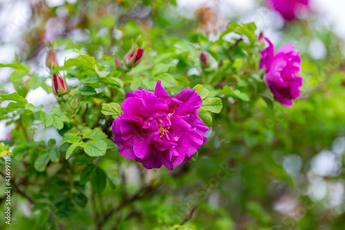 Wallpaper Mural Blooming Rugosa Rose (Rosa rugosa) in a beautiful evening light. Beautiful flowers of blooming Rugosa Rose shrub on green background. Selective focus, closeup. Nature concept for green design. Torontodigital.ca