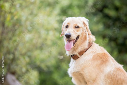 golden retriever dog