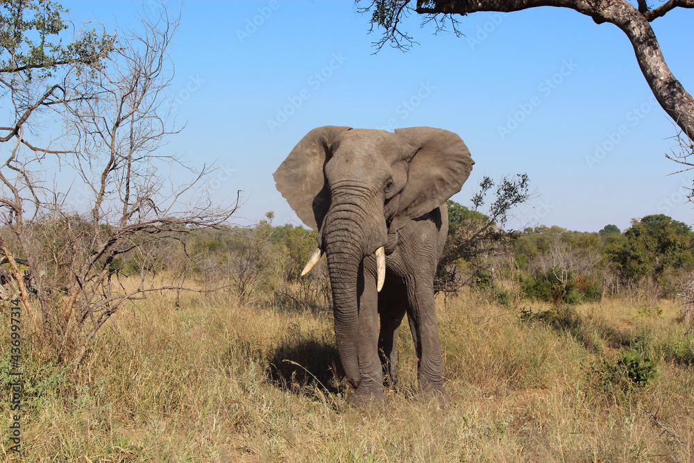 Fototapeta premium Afrikanischer Elefant / African elephant / Loxodonta africana