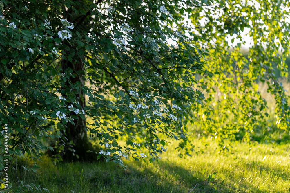 Fototapeta premium Blooming Guelder rose (Viburnum opulus) in a beautiful evening light. Beautiful white flowers of blooming Viburnum shrub on green background. Selective focus, closeup. Nature concept for green design.