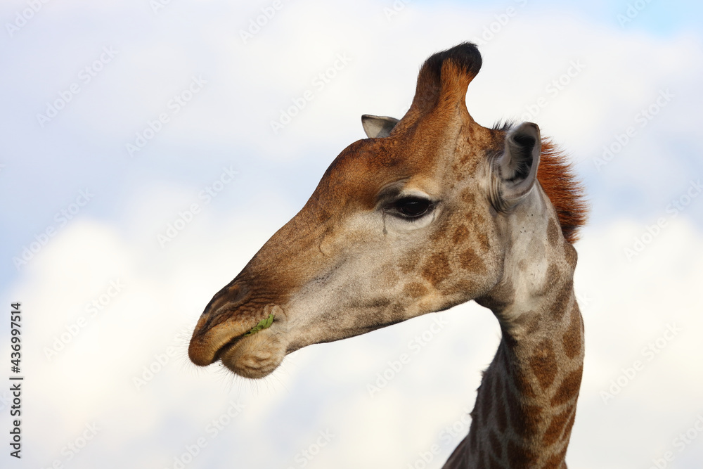 Giraffe / Giraffe / Giraffa camelopardalis Giraffe / Giraffe / Giraffa camelopardalis