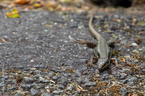 Head shot of a common wall lizard on a paved road with copy space  also called Podarcis muralis or mauereidechse