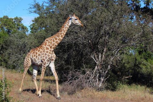 Photography Giraffe / Giraffe / Giraffa camelopardalis