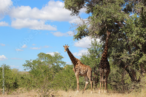 Photography Giraffe / Giraffe / Giraffa camelopardalis