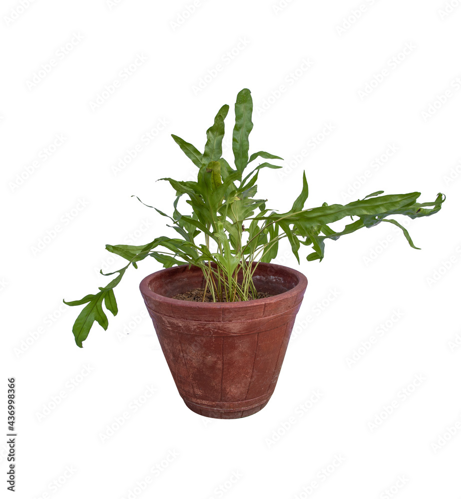rosemary in a pot rosemary in a pot