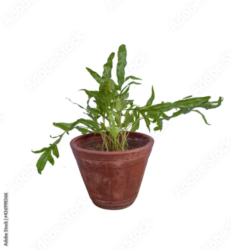 rosemary in a pot