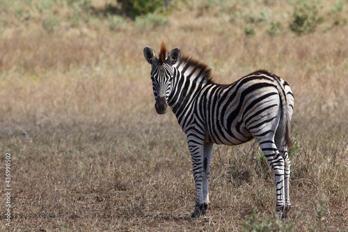 Steppenzebra   Burchell s zebra   Equus burchellii....