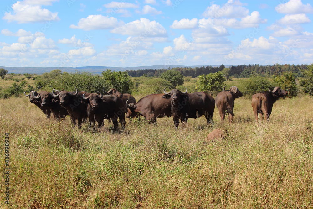 Kaffernbüffel / African buffalo / Syncerus caffer Kaffernbüffel / African buffalo / Syncerus caffer