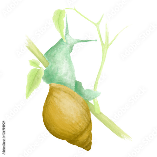 
Snail on a plant - nature - illustration