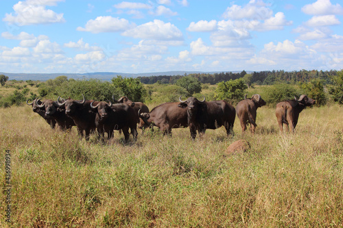 Kaffernbüffel / African buffalo / Syncerus caffer